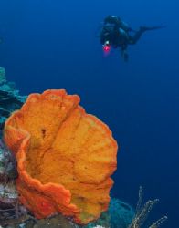 'Diver and sponge' from Walindi (PNG). Taken with Olympus... by Istvan Juhasz 